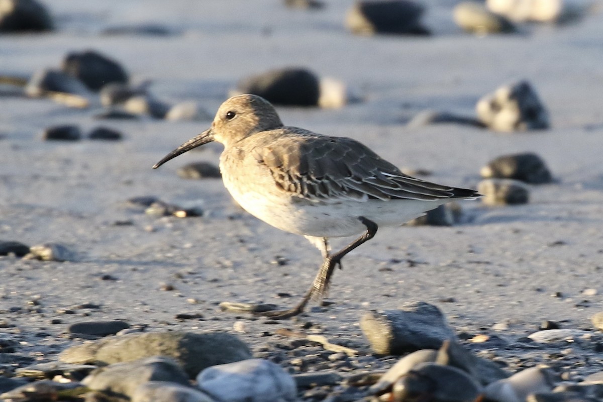 Dunlin - ML491700421