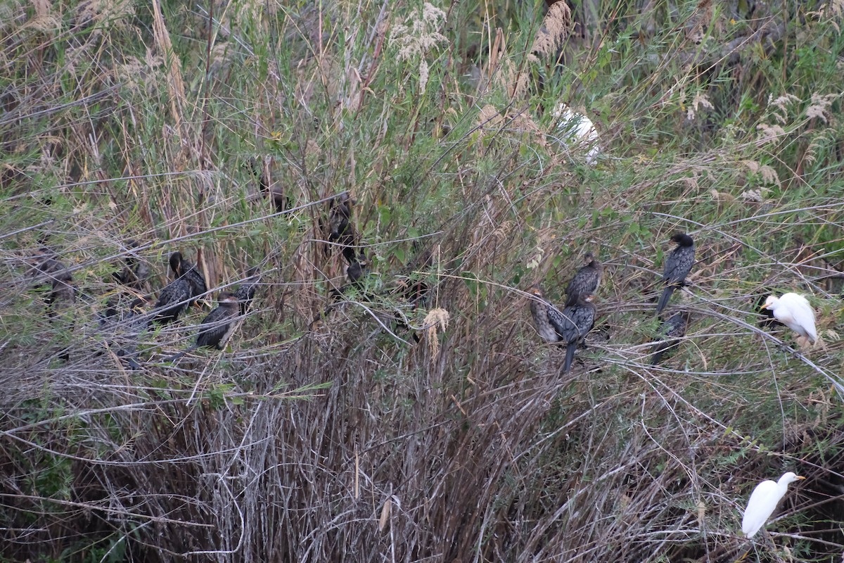 Long-tailed Cormorant - ML491700611