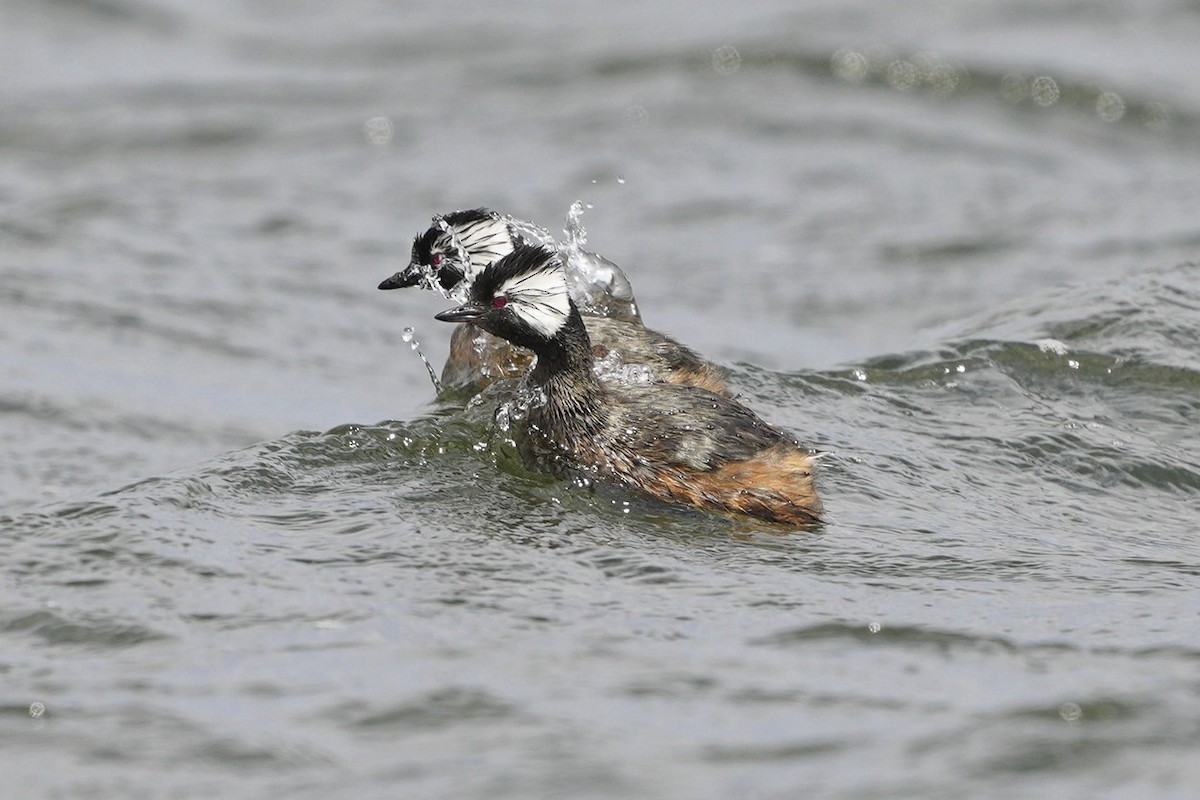 White-tufted Grebe - Jorge Claudio Schlemmer