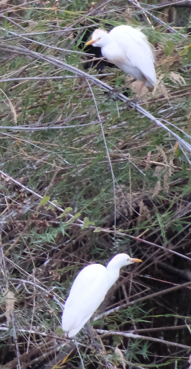 Western Cattle Egret - ML491702391