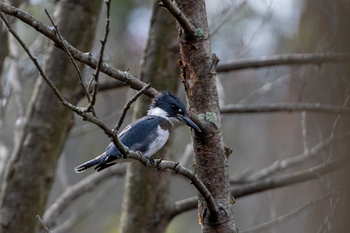 Belted Kingfisher - ML491704241