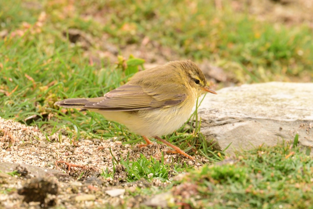 Ногоон дууч шувуу - ML491704301