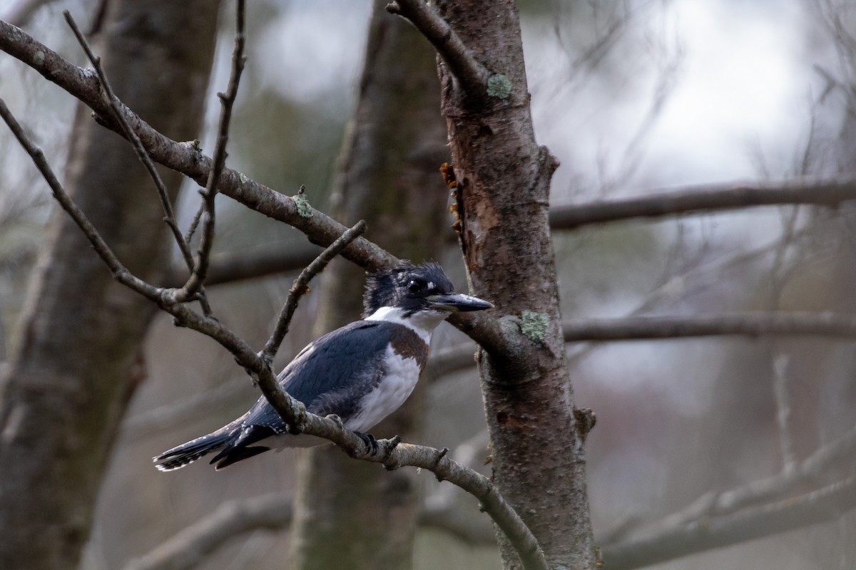 Belted Kingfisher - ML491704371