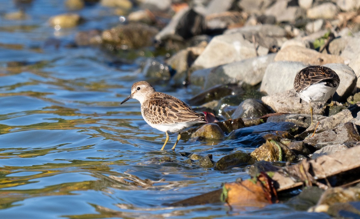 Least Sandpiper - Leo McKillop