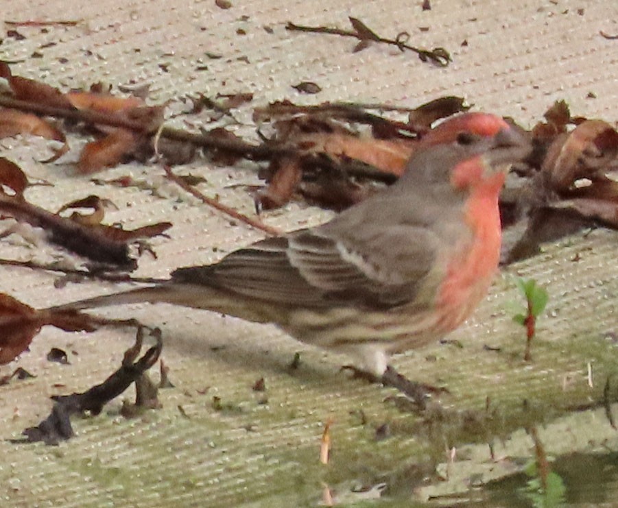 House Finch - Diane Etchison