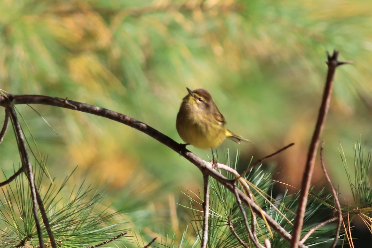 Palm Warbler - Margaret Viens