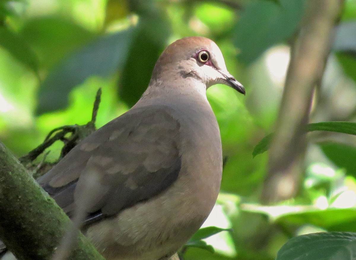 Gray-chested Dove - ML49170781