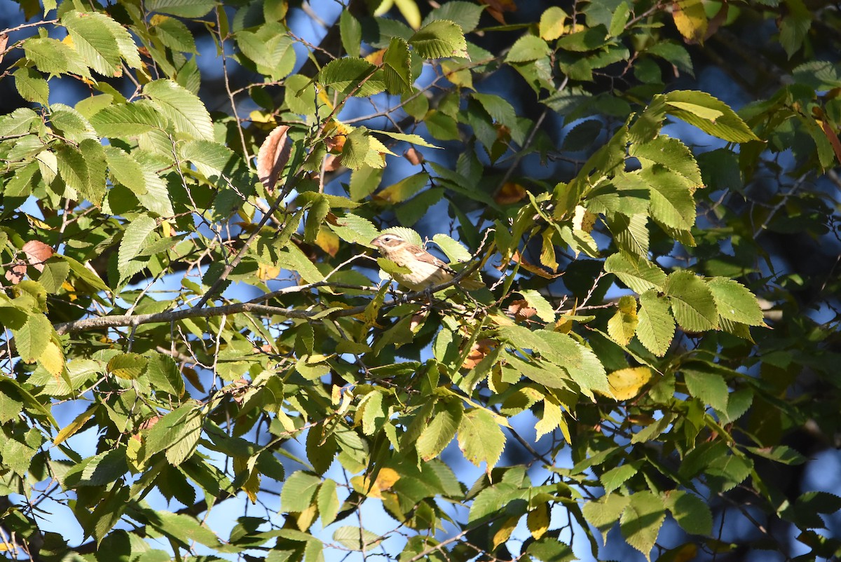 Rose-breasted Grosbeak - ML491707911