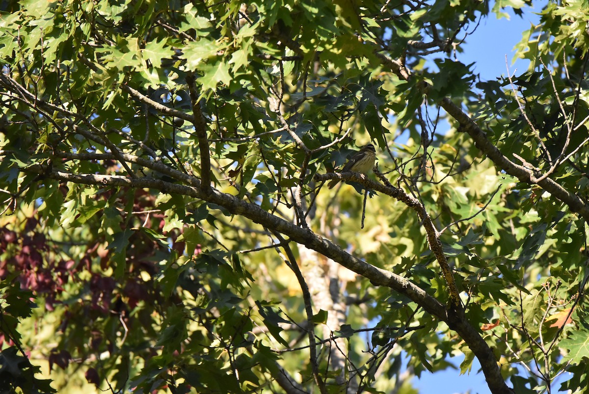 Rose-breasted Grosbeak - ML491708061