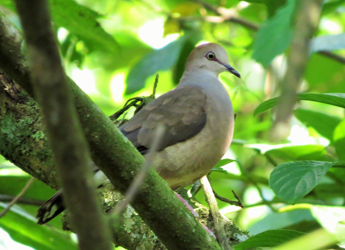 Gray-chested Dove - ML49170811