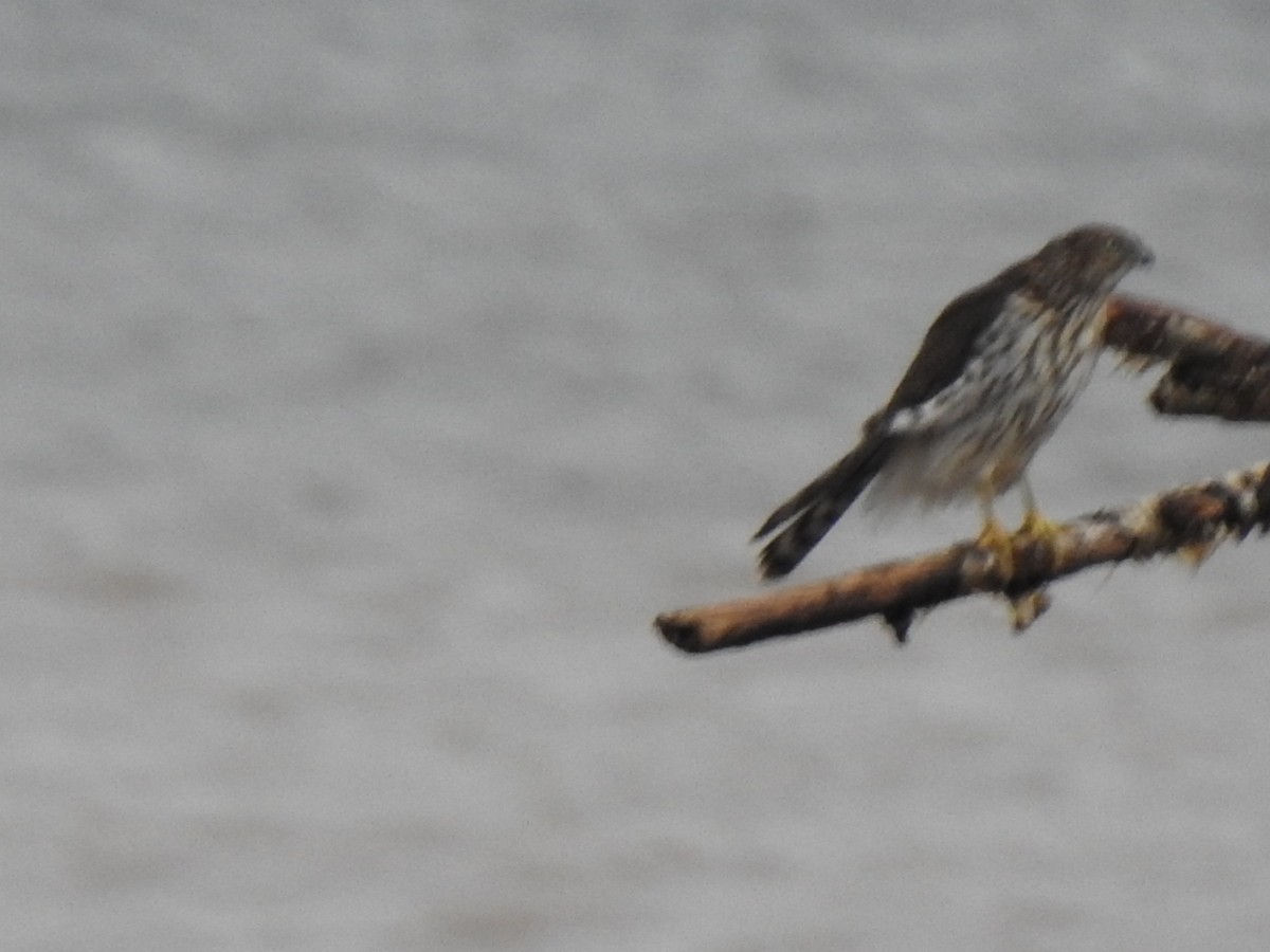 jestřáb americký - ML491708111