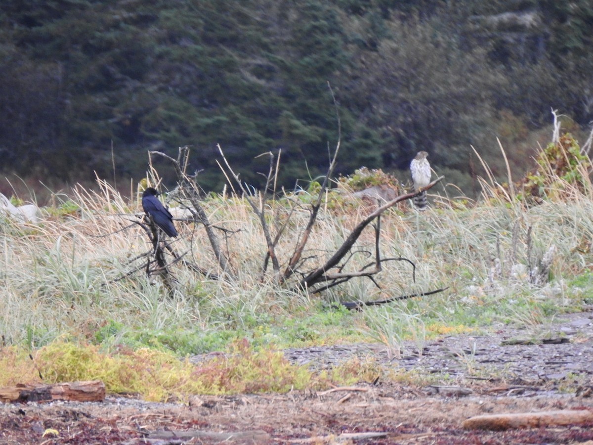 jestřáb americký - ML491708121