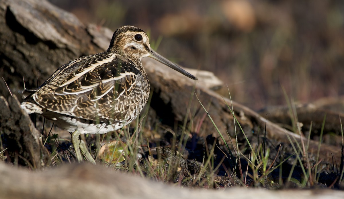 Wilson's Snipe - Weston Barker