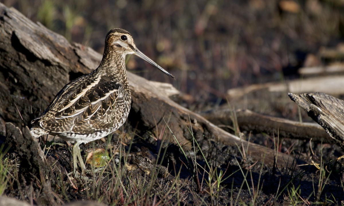 bekasina severoamerická - ML491708351