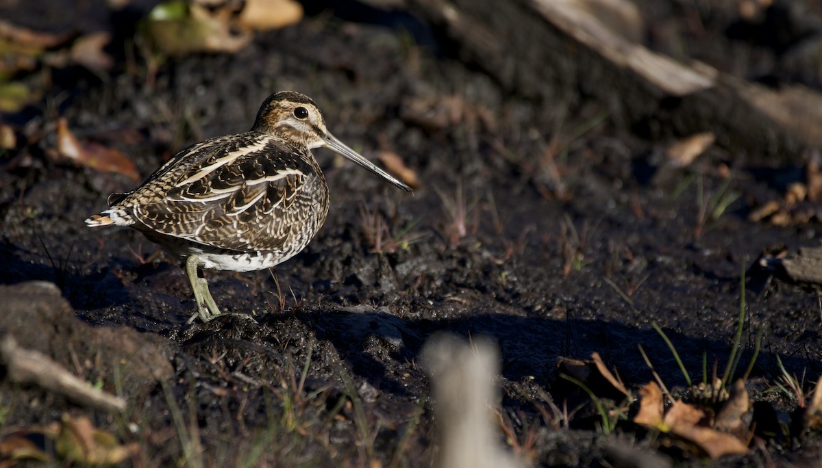 bekasina severoamerická - ML491708491