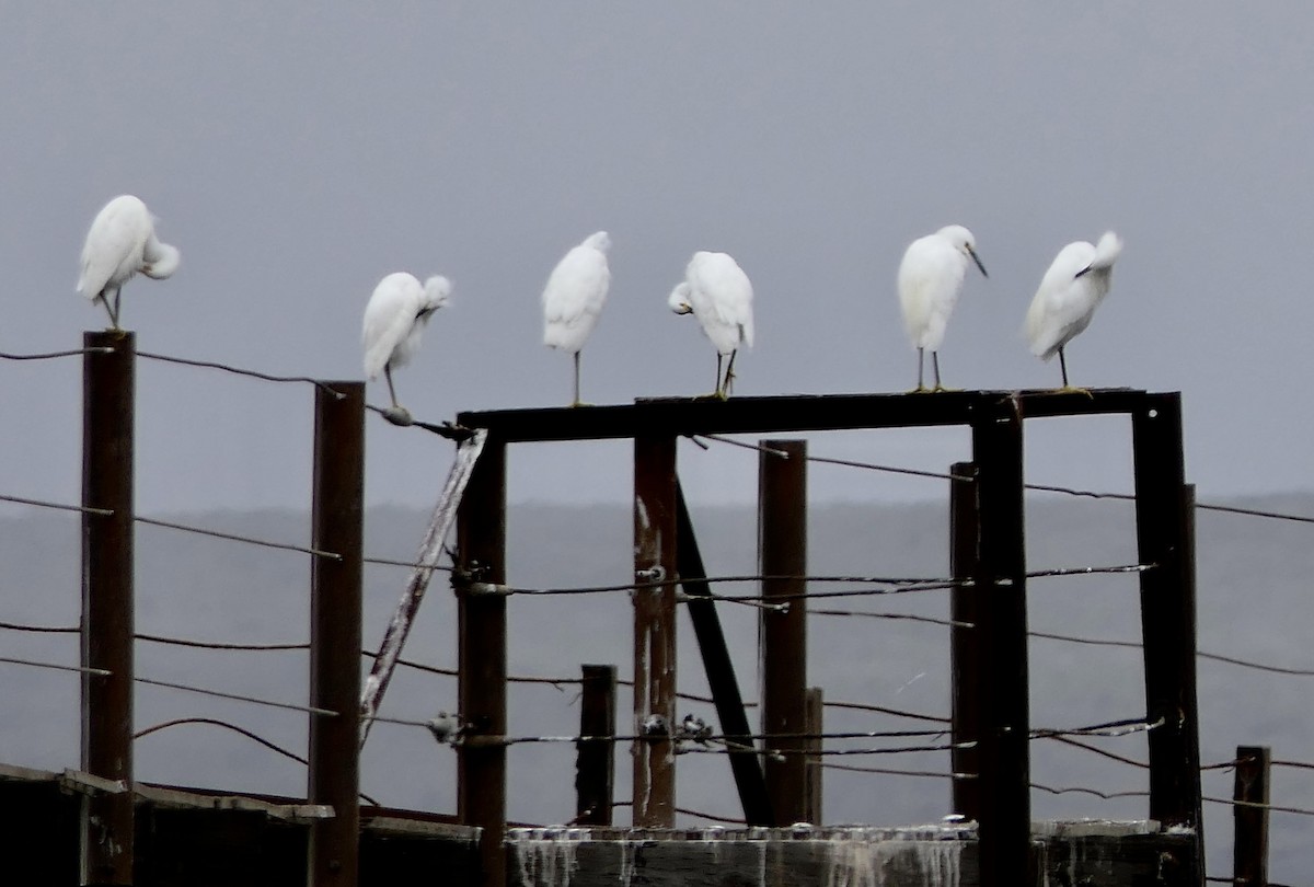 Snowy Egret - ML491709191