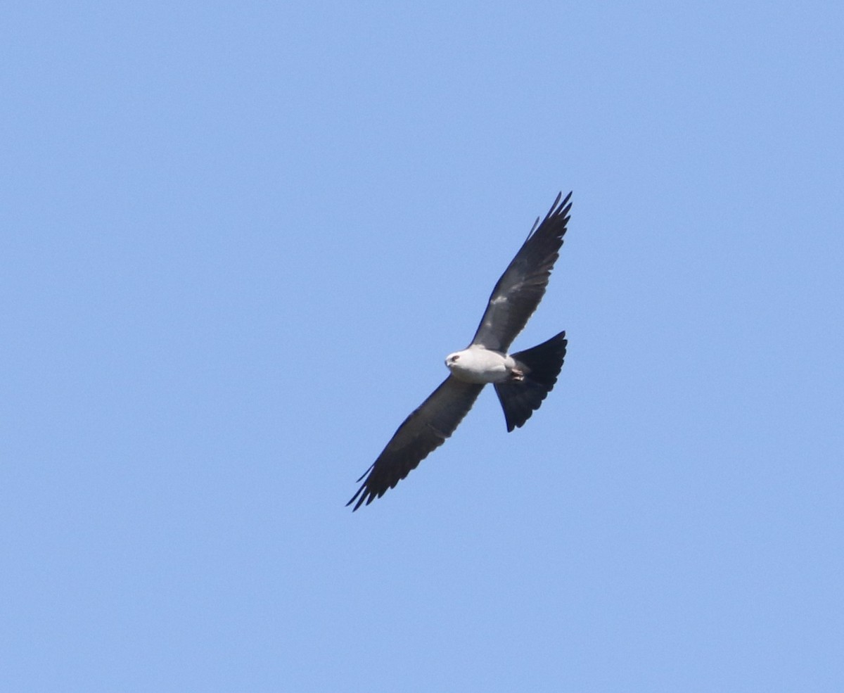 Mississippi Kite - ML491710161