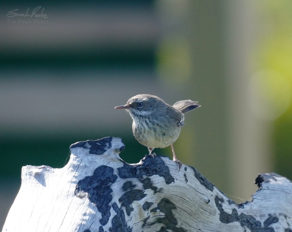 Spotted Scrubwren - Sarah Foote