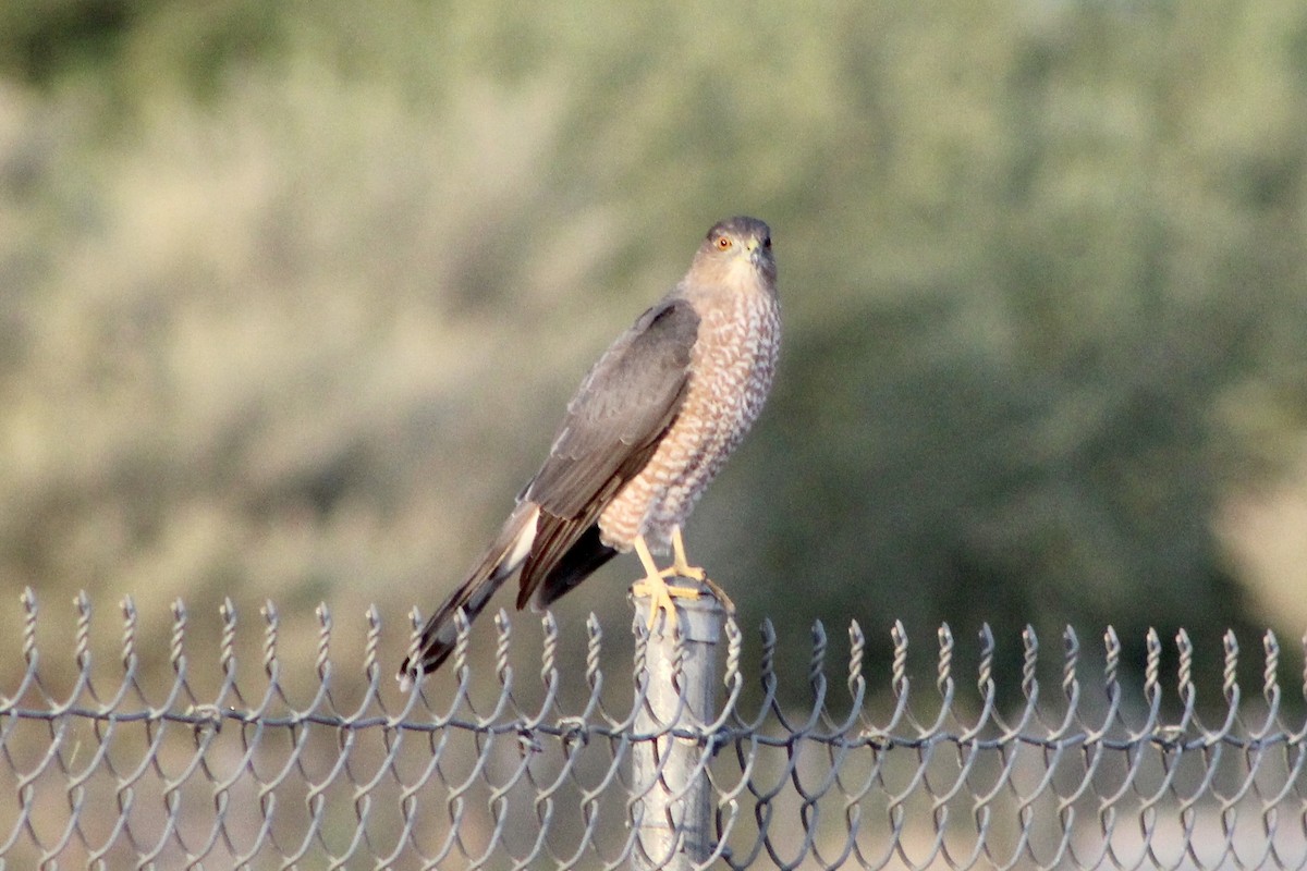 Cooper's Hawk - ML491710791