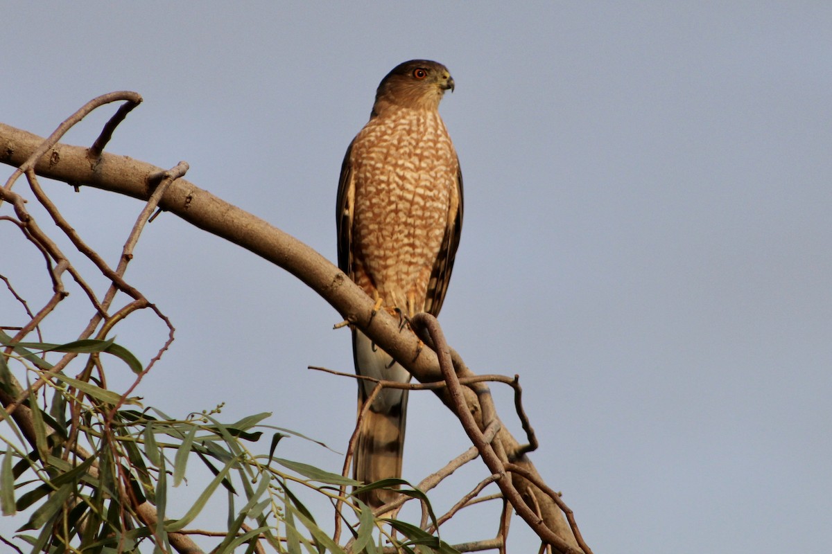 Cooper's Hawk - ML491710811