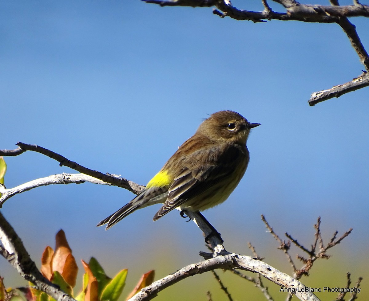 Reinita Coronada (coronata) - ML491711021