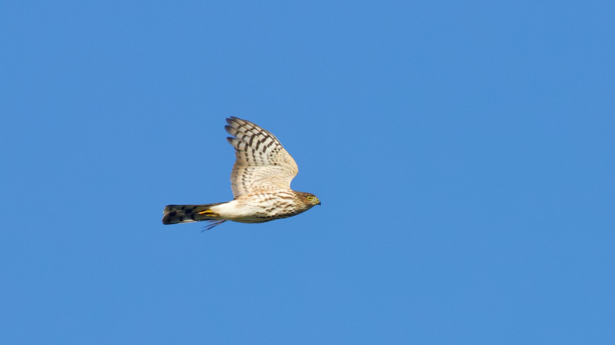 Sharp-shinned Hawk - ML491711241