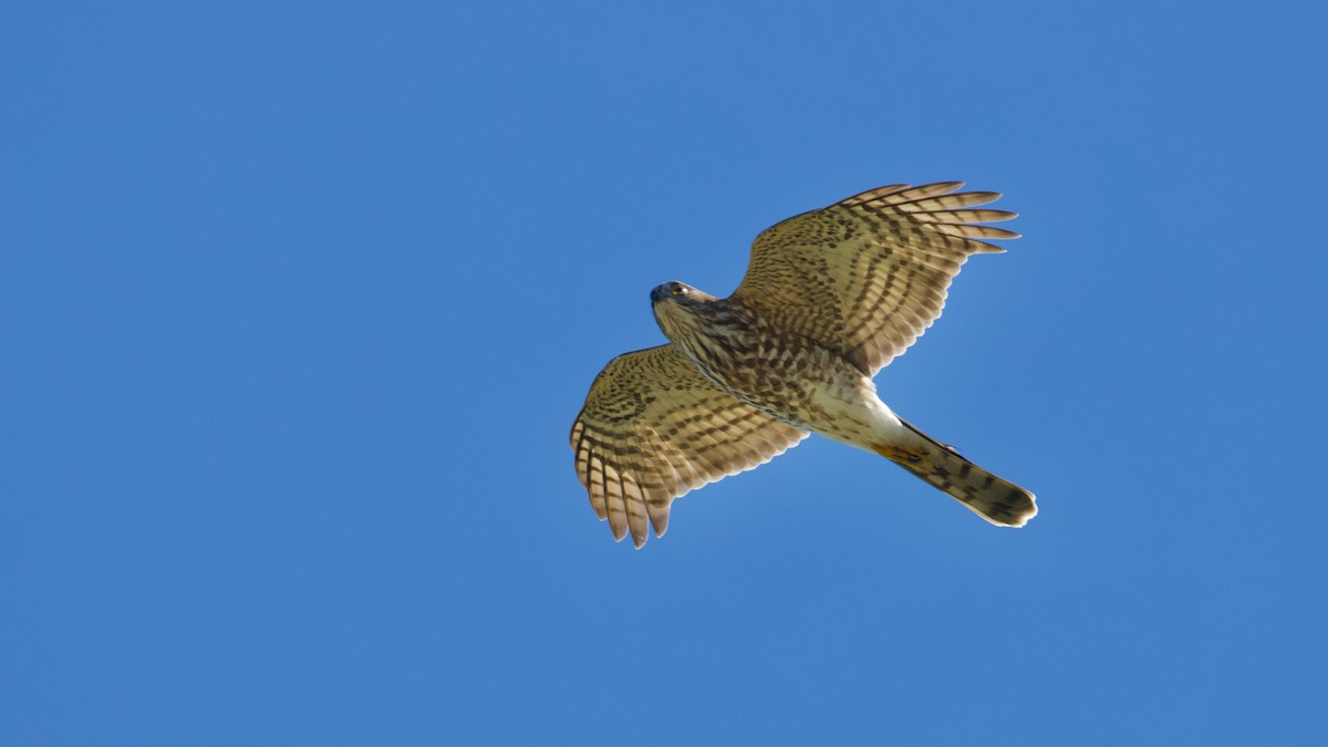 Sharp-shinned Hawk - ML491711251