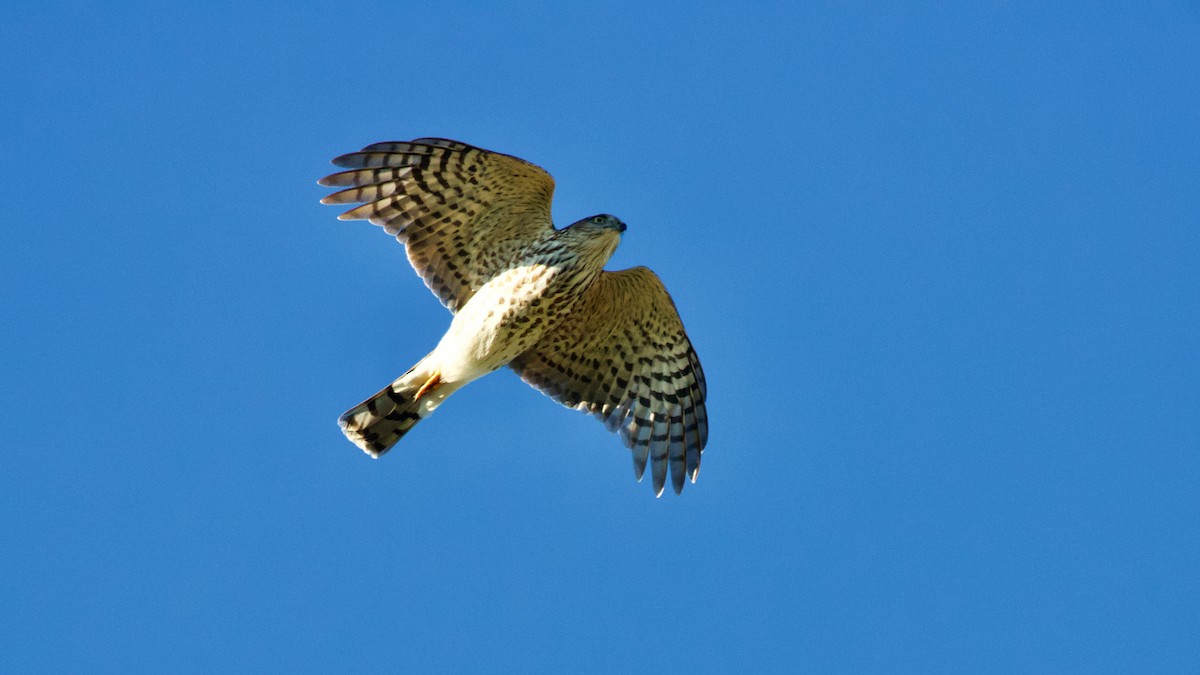 Sharp-shinned Hawk - ML491711261