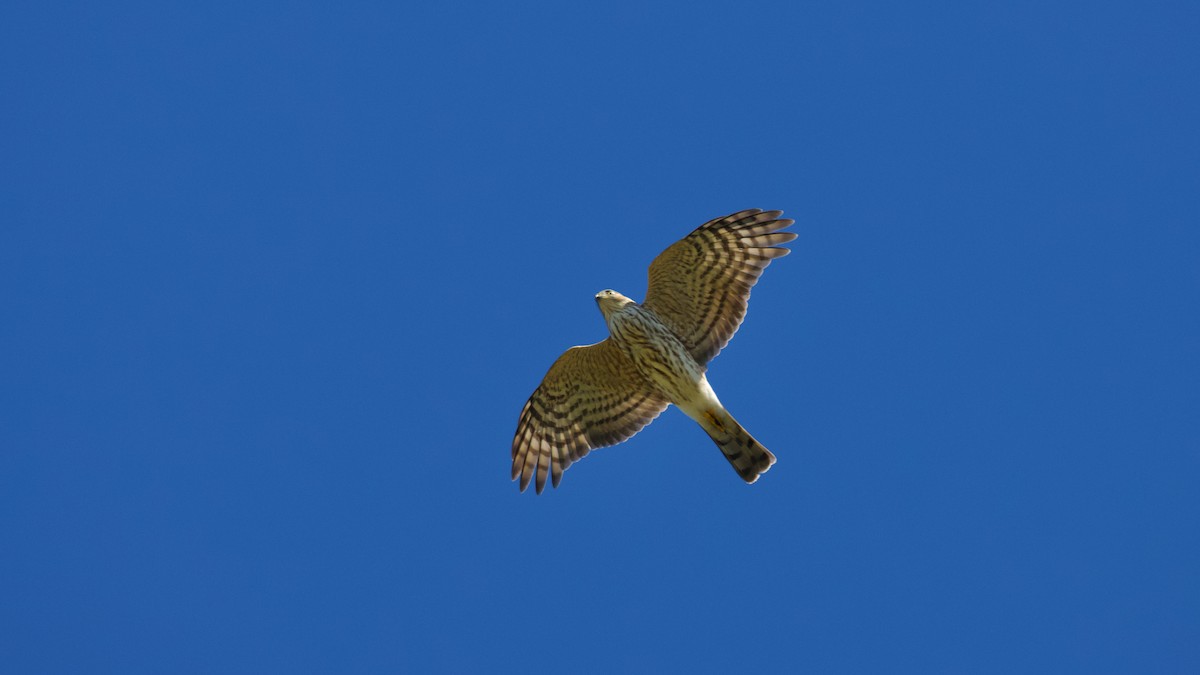 Sharp-shinned Hawk - ML491711271