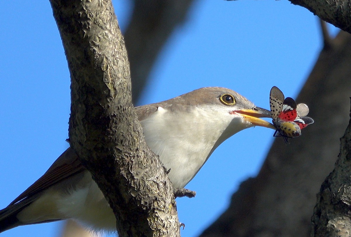 Yellow-billed Cuckoo - ML491712211