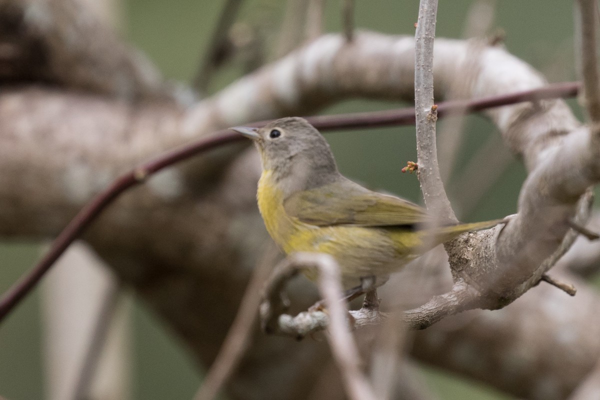 Nashville Warbler - ML49171271