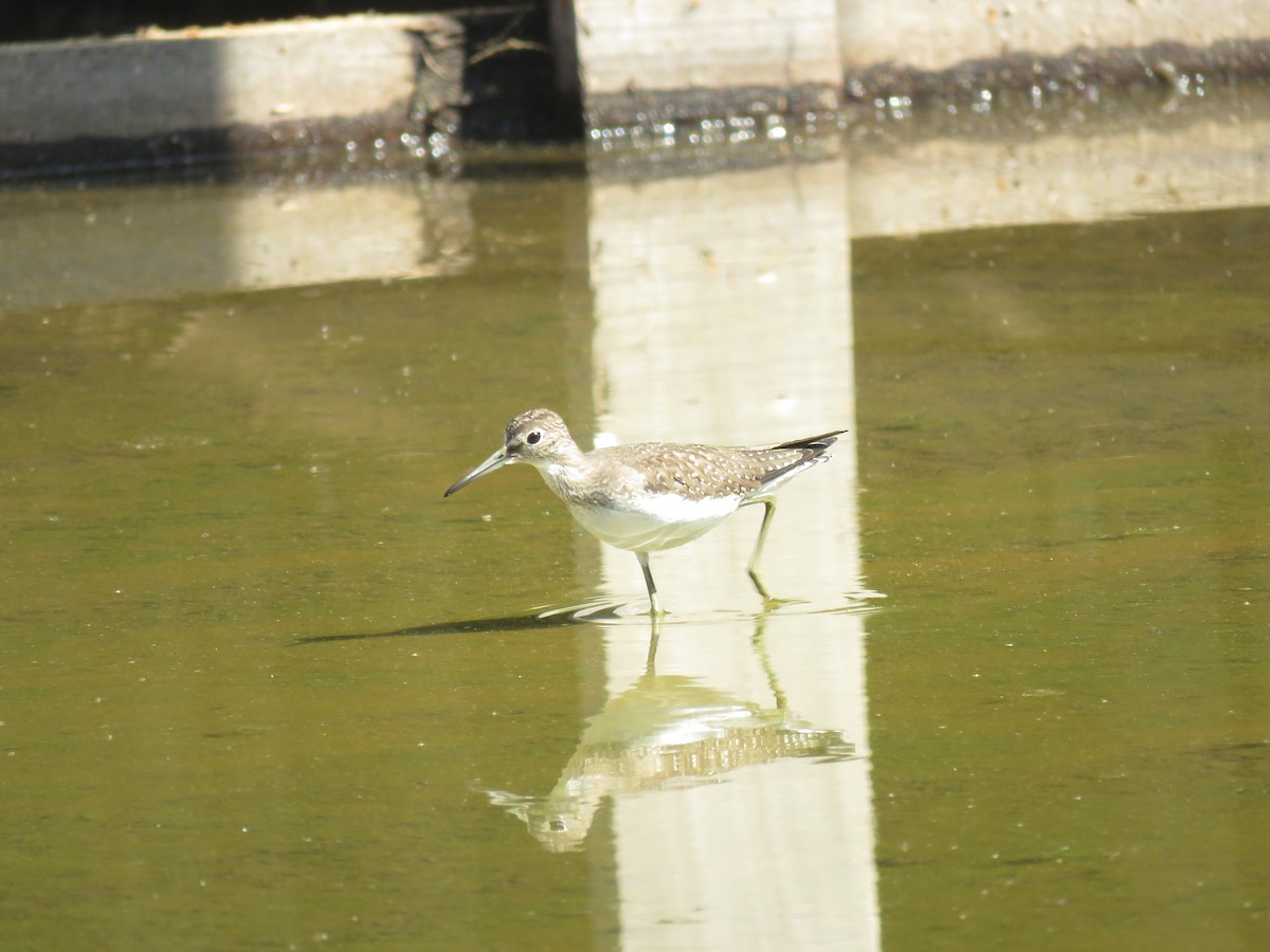 Solitary Sandpiper - ML491713431