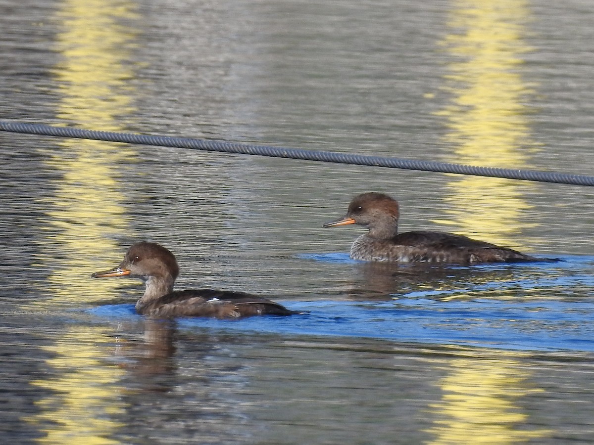 Hooded Merganser - ML491713941