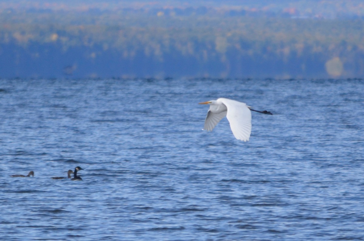 Great Egret - ML491714701