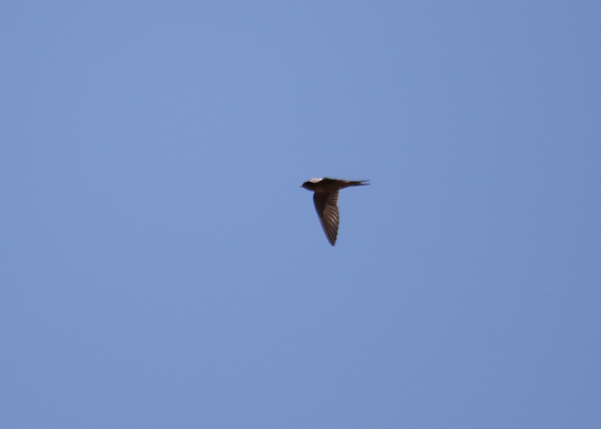 Barn Swallow - ML491715021