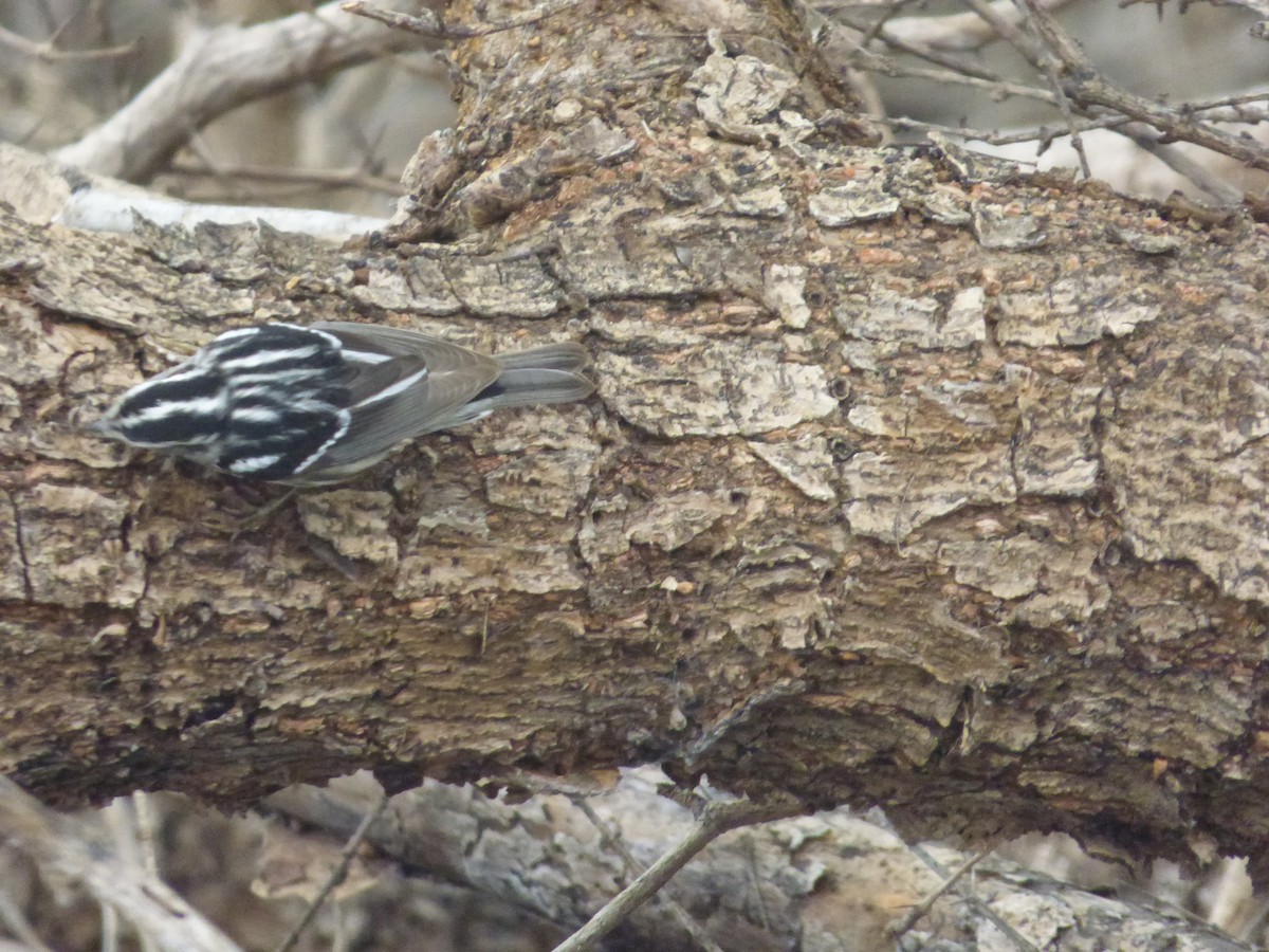 Black-and-white Warbler - Tarra Lindo