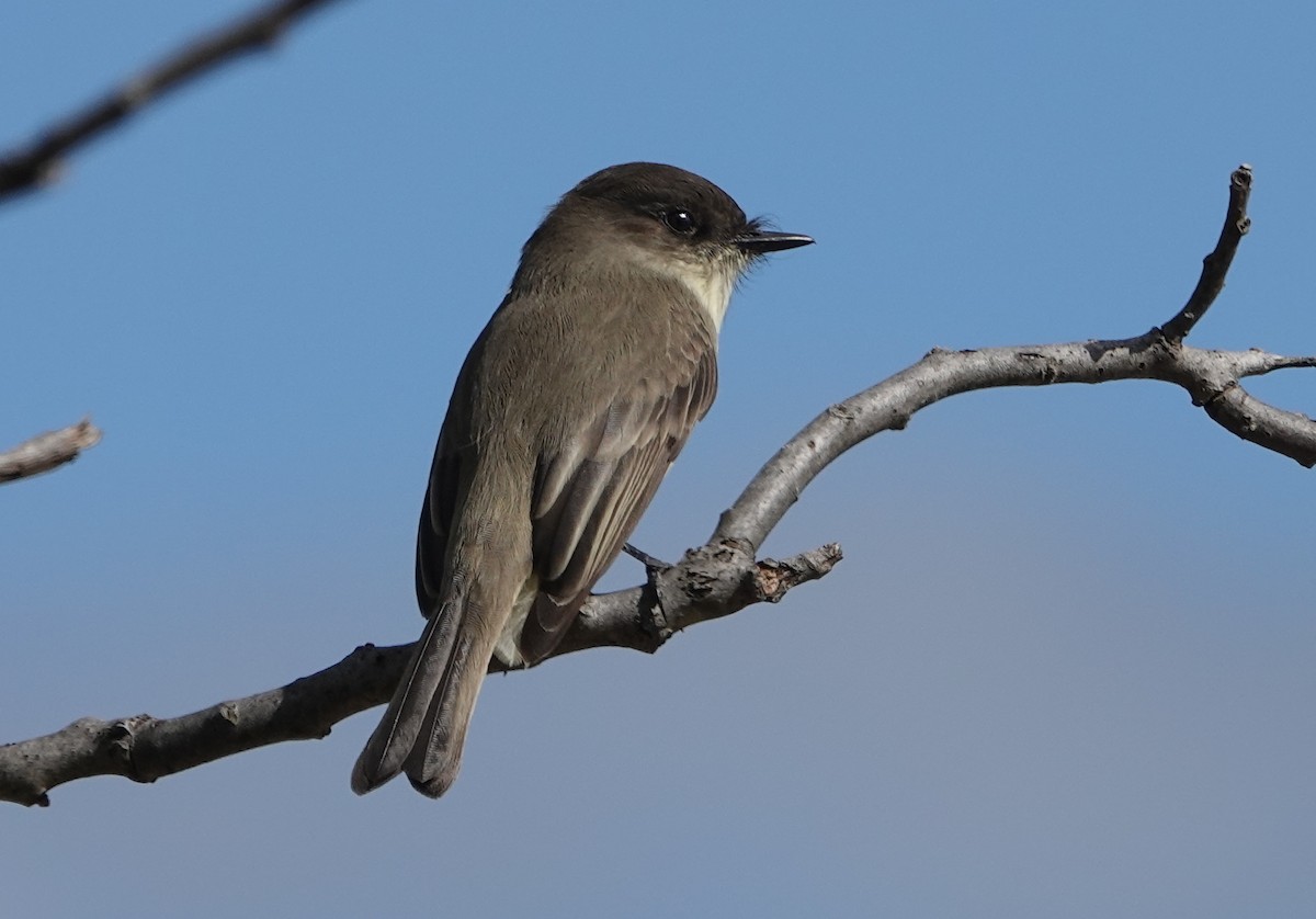 Eastern Phoebe - Tom Haggerty