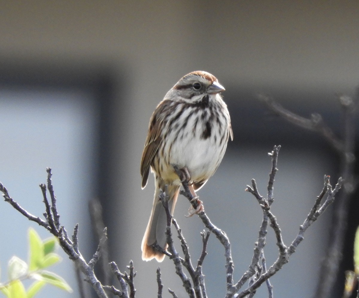 Song Sparrow - ML491716561