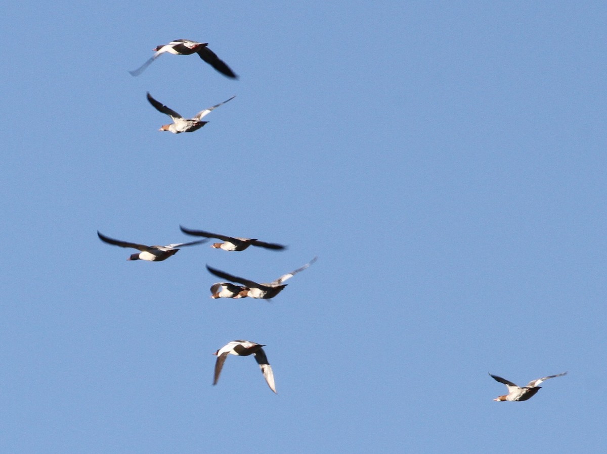 Common Merganser - Don Coons