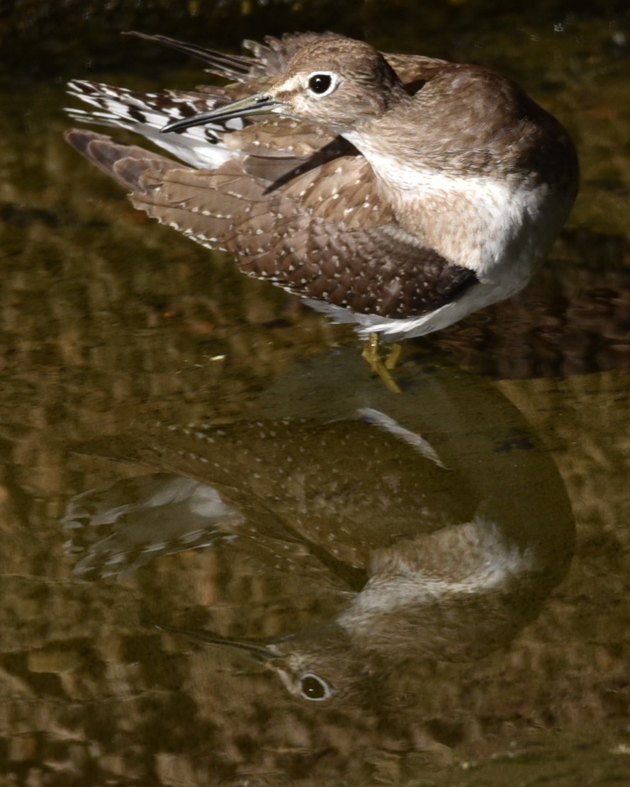 Solitary Sandpiper - ML491717791