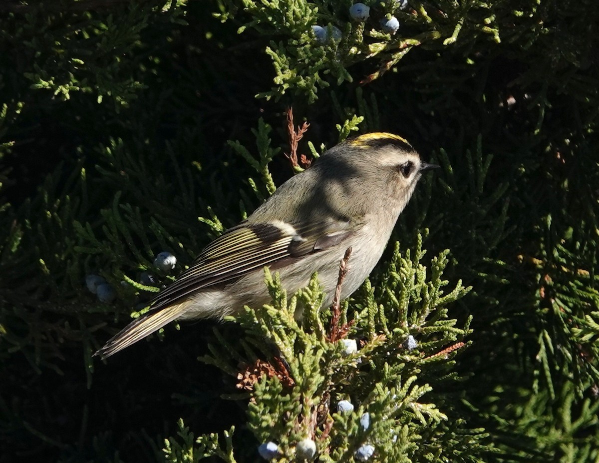 Golden-crowned Kinglet - Tom Haggerty