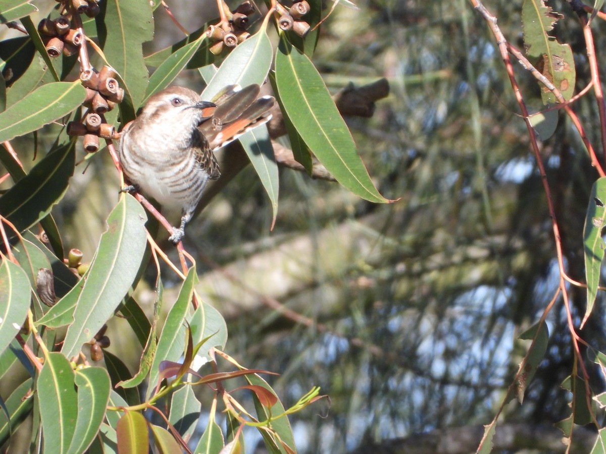 Horsfield's Bronze-Cuckoo - ML491718301