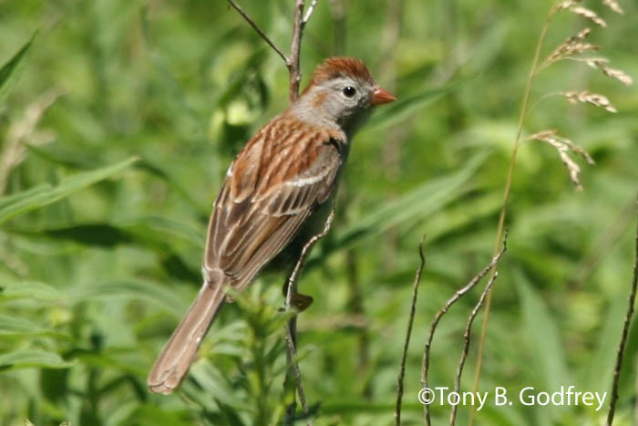 Field Sparrow - ML49171851