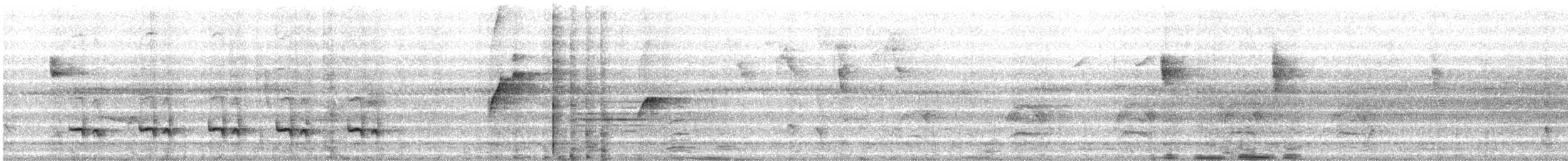 Weißbauch-Ameisenschlüpfer - ML491718671