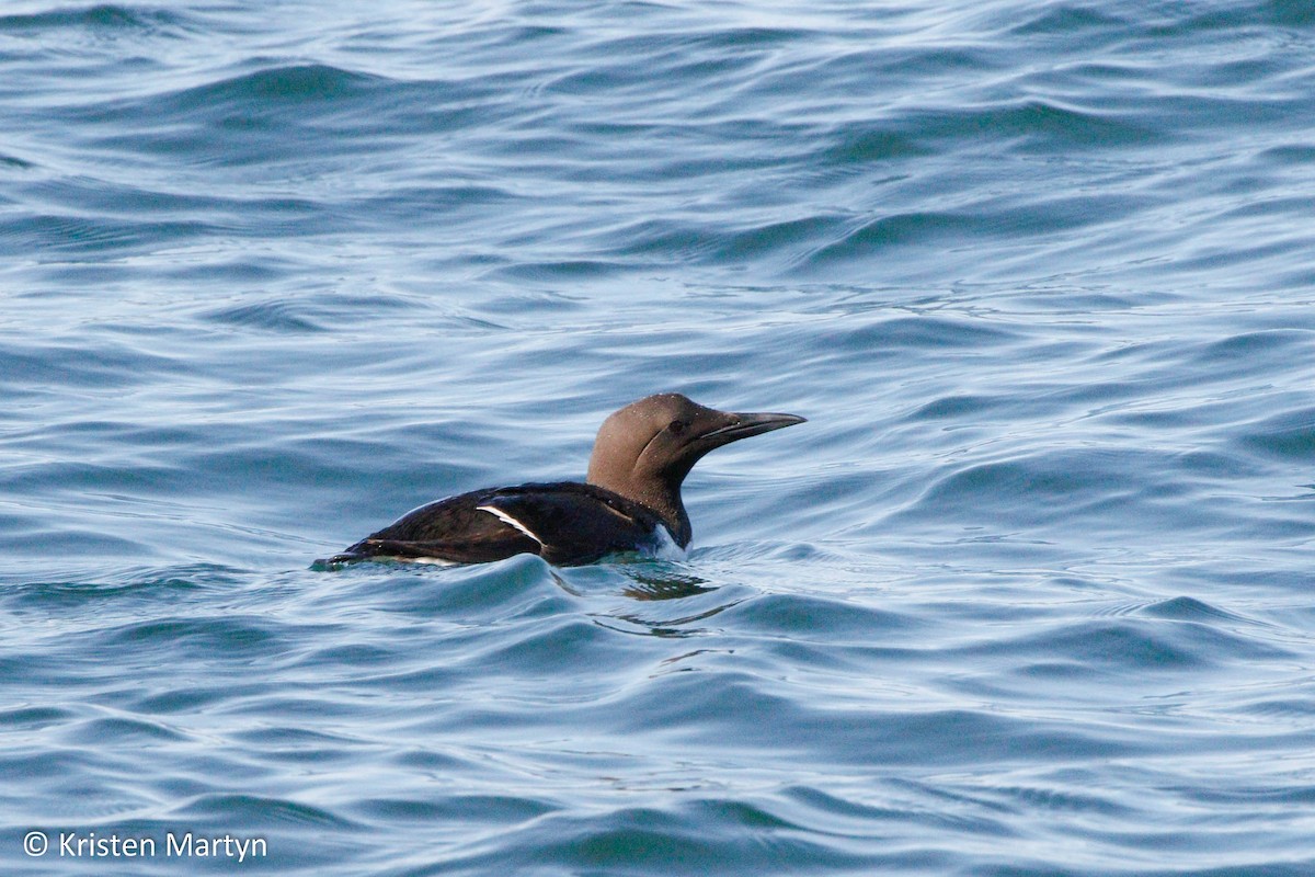 Guillemot marmette - ML491721371