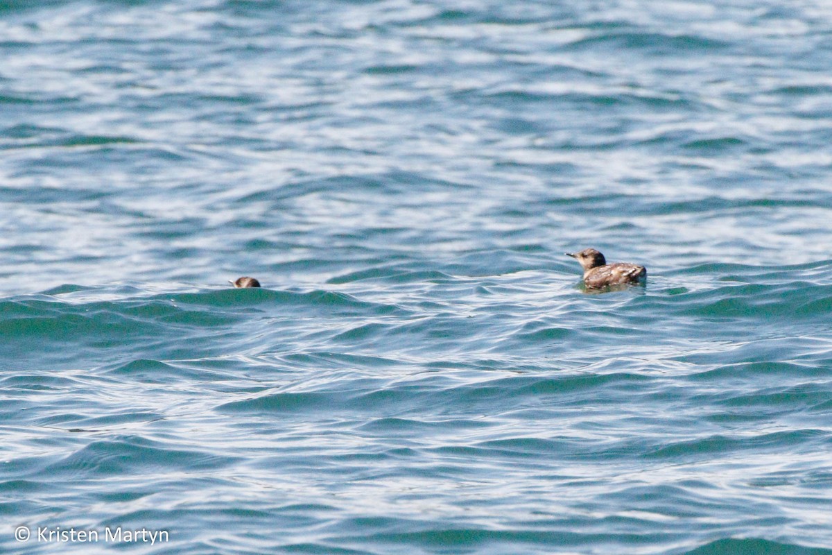 Guillemot marbré - ML491721481