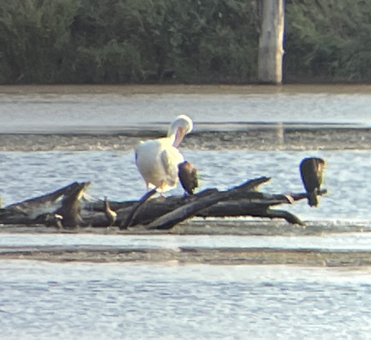 American White Pelican - ML491721851