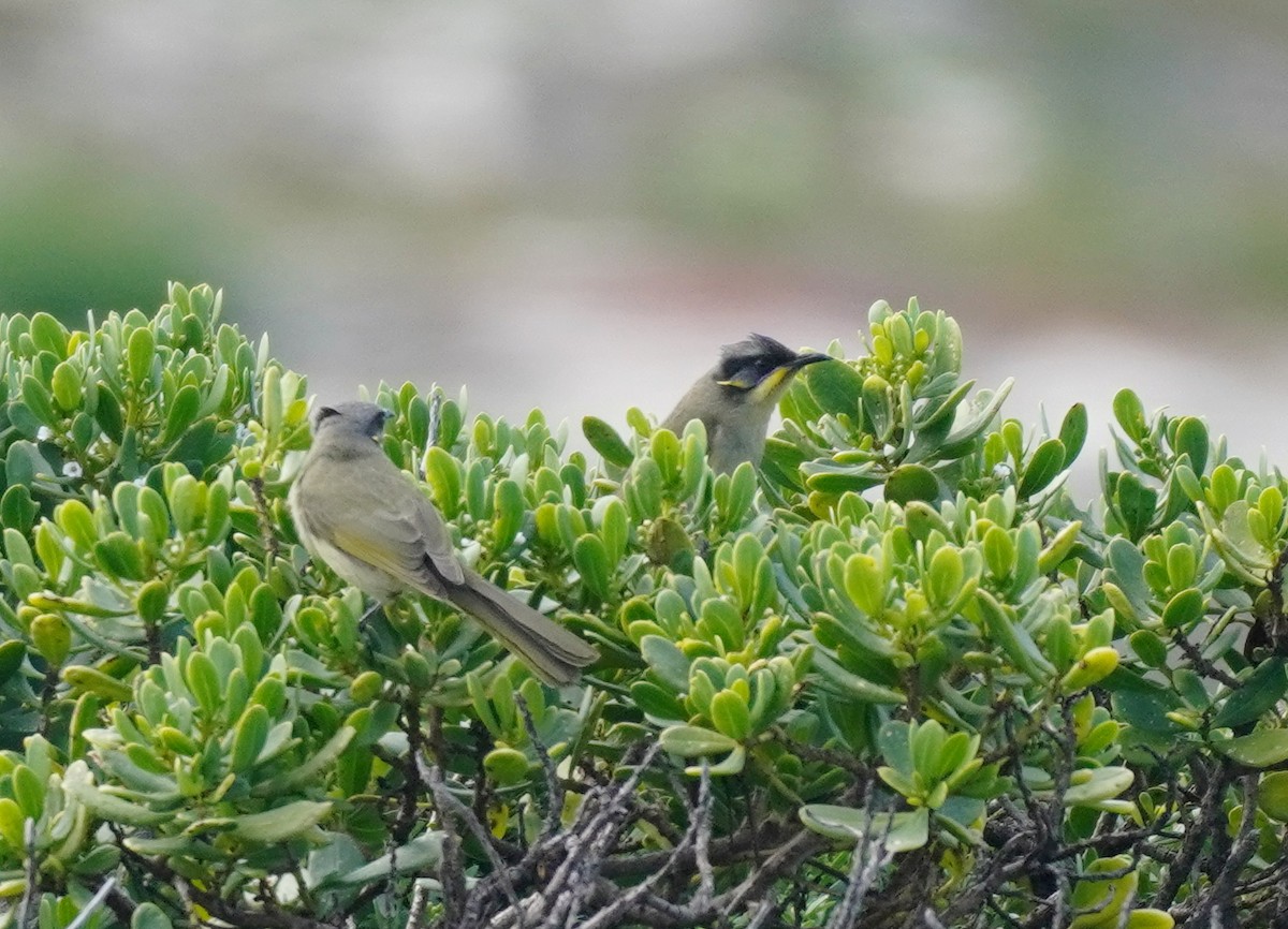 Purple-gaped Honeyeater - ML491722051