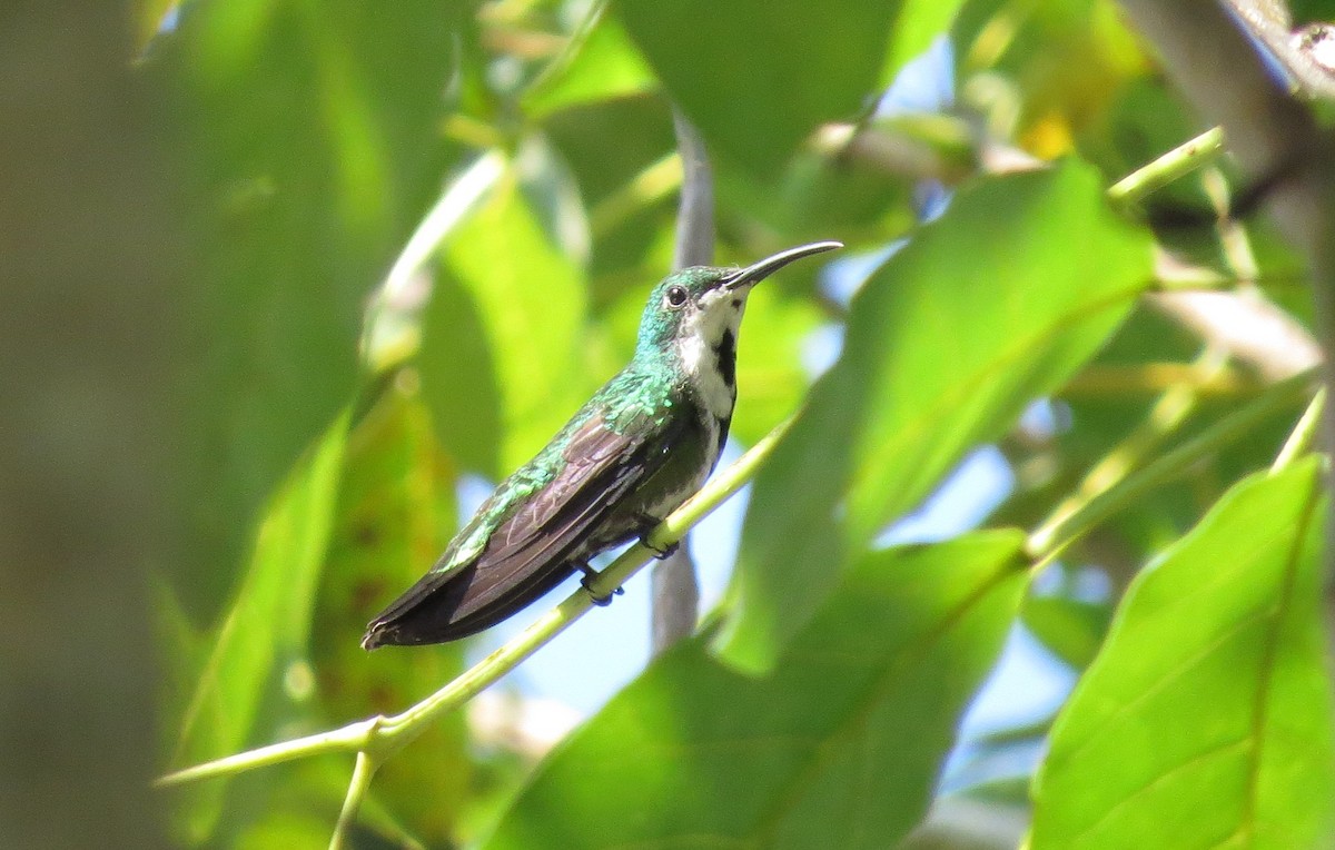 kolibřík lesklý - ML49172291