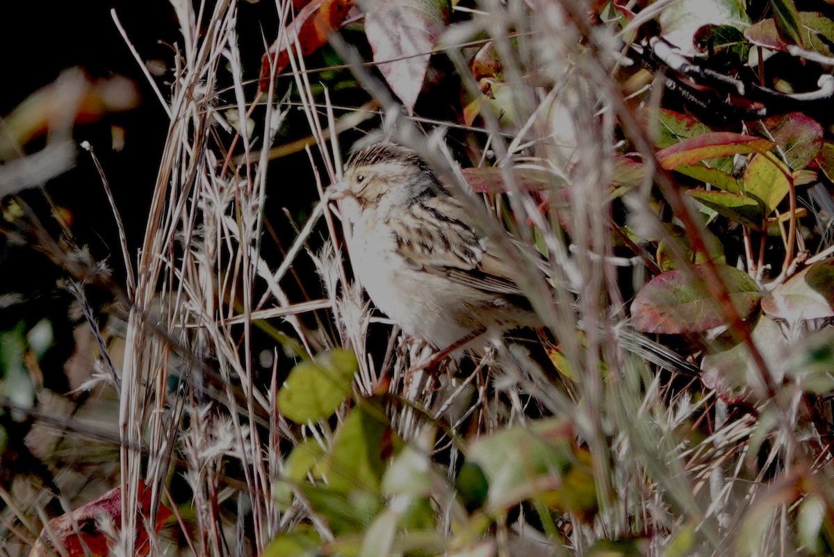 Passerellidae sp. (sparrow sp.) - ML491723091